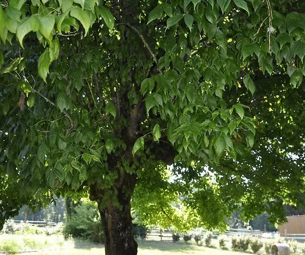 Maison D'emmannaelle B&B Auros